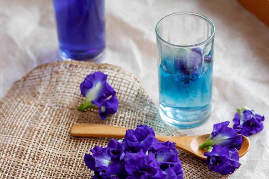 butterfly pea flower