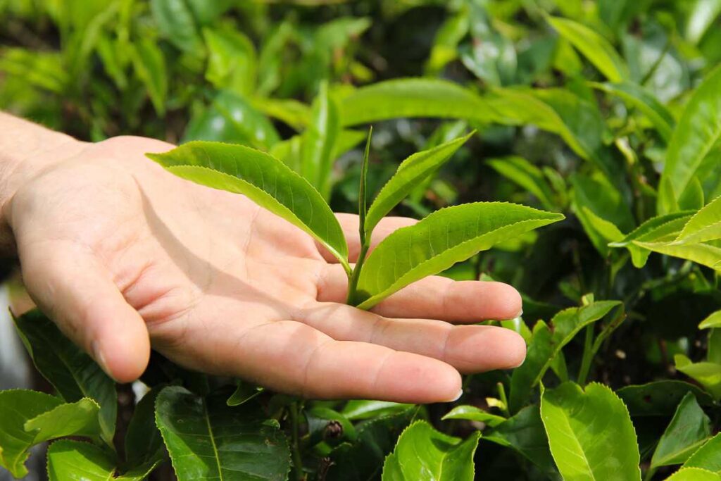 green tea leaves