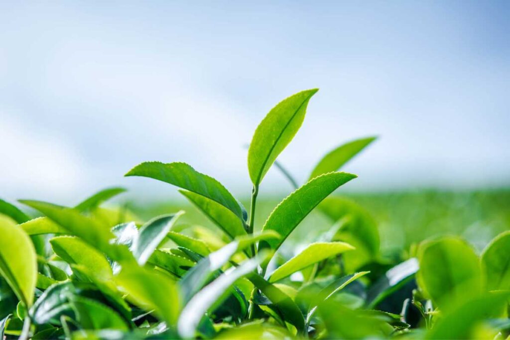 green tea leaves