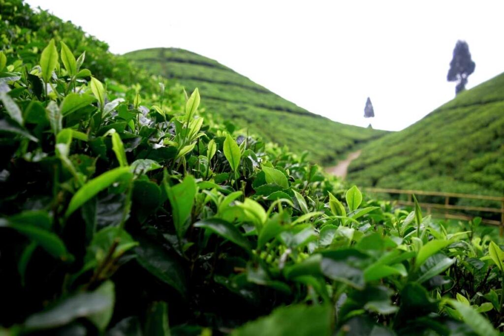 darjeeling tea